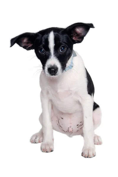 Happy Rat Terrier Puppy Hond Zit Geïsoleerd Een Witte Achtergrond — Stockfoto