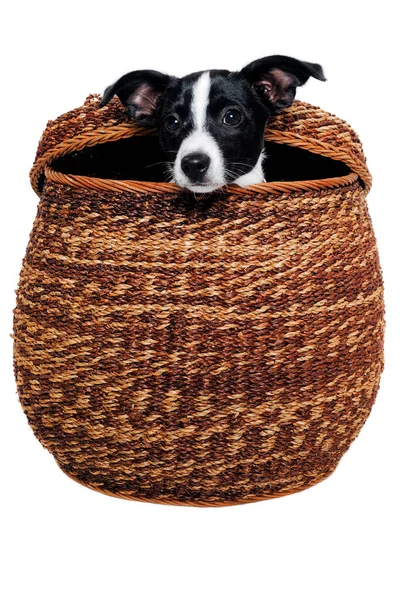 Happy Rat Terrier Puppy Hond Speelt Een Mand Geïsoleerd Een — Stockfoto