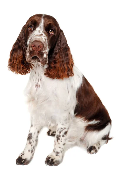 Sad English Springer Spaniel Dog Isolated Clean White Background — Stock Photo, Image