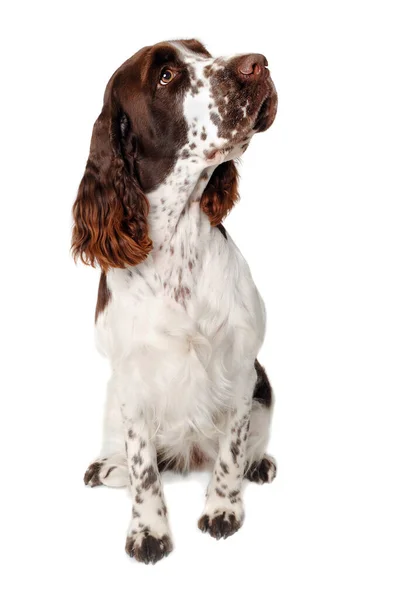 Sad English Springer Spaniel Dog Isolated Clean White Background — Stock Photo, Image