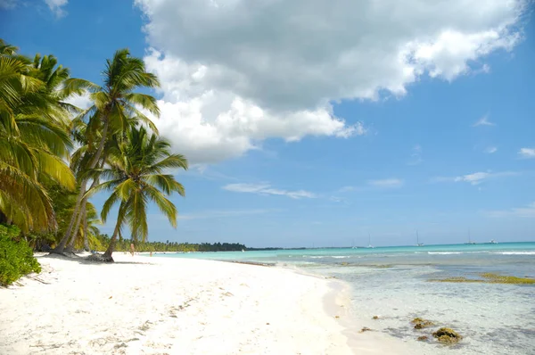 Tropikalna Plaża Biały Piasek Palmy Republika Dominikańska Wyspa Saona Obrazy Stockowe bez tantiem