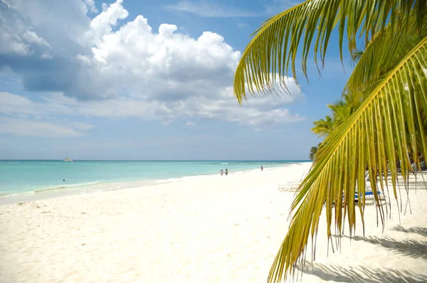 Tropická Pláž Bílý Písek Palmy Dominikánská Republika Ostrov Saona — Stock fotografie