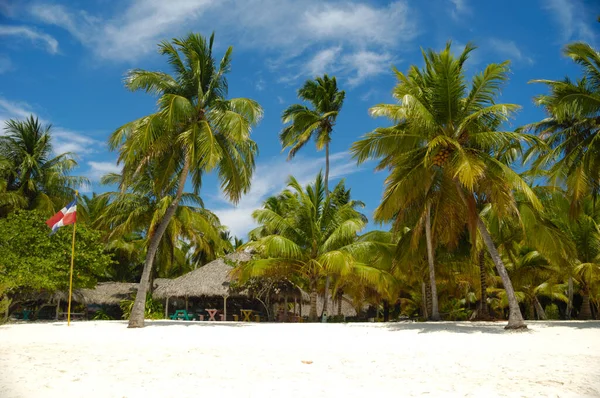 Plaja Tropicală Nisip Alb Palmieri Republica Dominicană Insula Saona — Fotografie, imagine de stoc