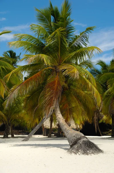 Τροπική Παραλία Λευκή Άμμος Και Φοίνικες Δομινικανή Δημοκρατία Νήσος Σαόνα — Φωτογραφία Αρχείου