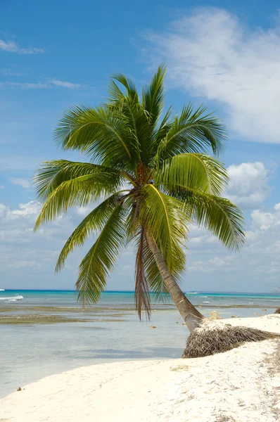 Τροπική Παραλία Λευκή Άμμος Και Παλάμη Δομινικανή Δημοκρατία Νήσος Σαόνα — Φωτογραφία Αρχείου