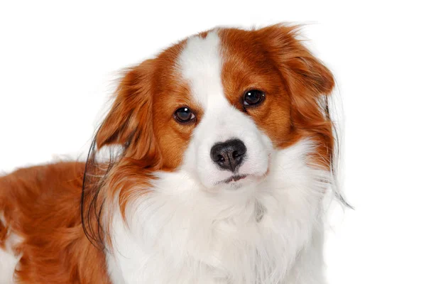 Sad Kooiker Dog Clean White Background — Stock Photo, Image