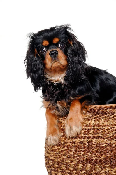 Trauriger Cavalier King Charles Spaniel Hund Einem Korb Isolat Auf — Stockfoto
