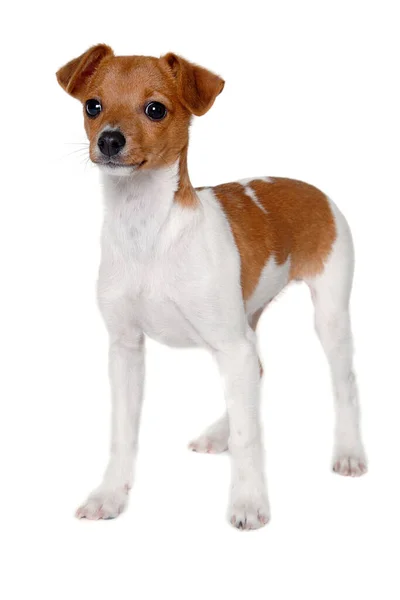Happy Jack Russell Terrier Σκυλί Απομονωμένο Λευκό Φόντο — Φωτογραφία Αρχείου