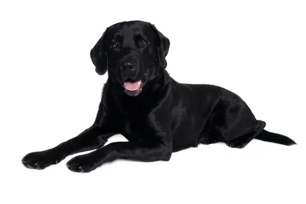 Happy Balck Labrador Retrívr Pes Izolovaný Bílém Pozadí — Stock fotografie