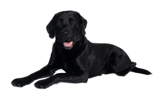 Happy Balck Labrador Retriever Pies Izolowany Białym Tle — Zdjęcie stockowe