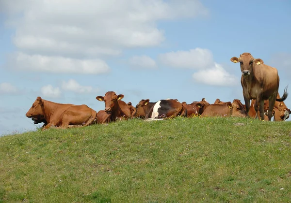 Grupa Krów Spoczywających Zielonej Trawie — Zdjęcie stockowe