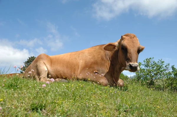 Vaca Triste Descansa Sobre Hierba Verde —  Fotos de Stock