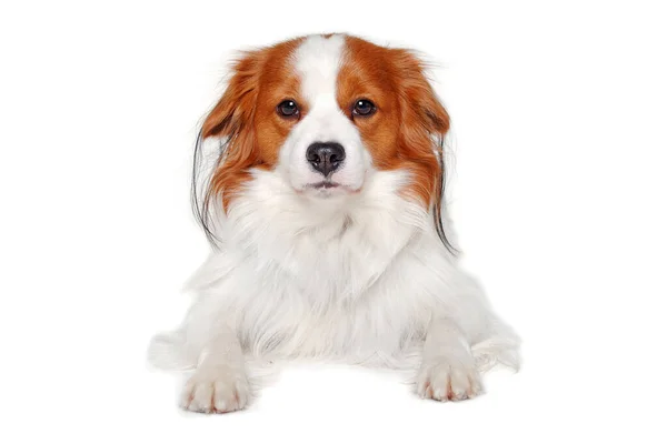 Smutny Pies Kooiker Spoczywa Czystym Białym Tle Zdjęcia Stockowe bez tantiem