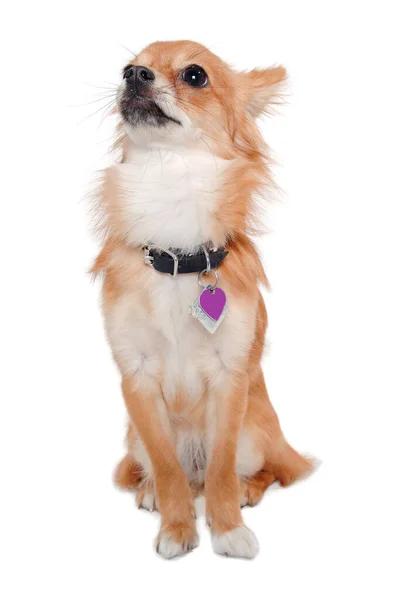 Chihuahua Pes Sedí Izolovaný Bílém Pozadí — Stock fotografie