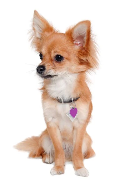Chihuahua Hund Sitter Isolerad Vit Bakgrund — Stockfoto