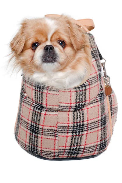 Pekingese Dog Bag Clean White Background — Stock Photo, Image