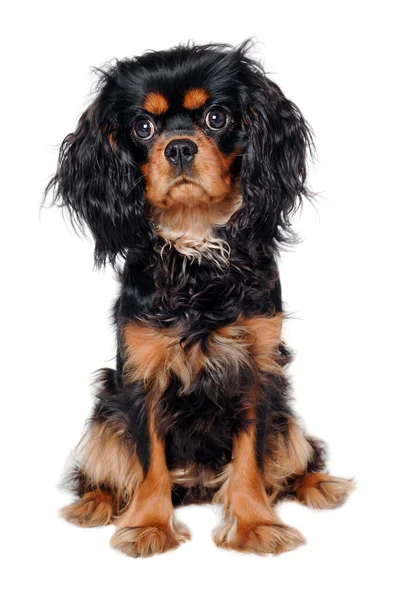 Sad Cavalier King Charles Spaniel Σκύλος Isolatet Λευκό Φόντο — Φωτογραφία Αρχείου