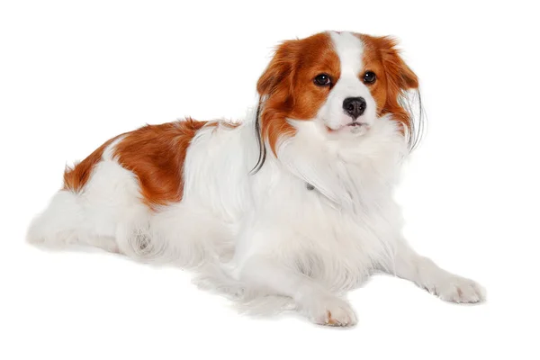 Droevige Kooiker Hond Rustend Een Schone Witte Achtergrond — Stockfoto