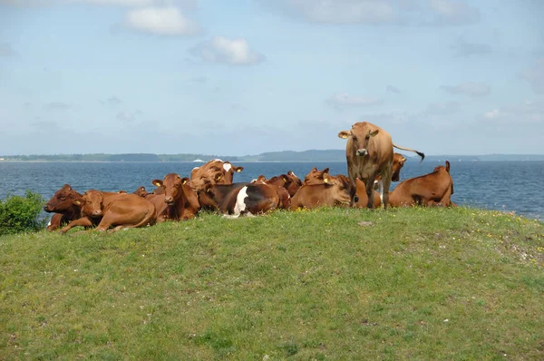Grupa Krów Spoczywających Zielonej Trawie — Zdjęcie stockowe