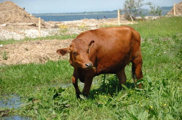 Грустная Корова Стоит Зеленой Траве Ест — стоковое фото