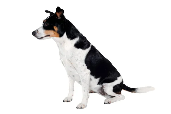 ハッピーラットテリア子犬の犬は 白い背景に隔離されて座っている ロイヤリティフリーのストック写真
