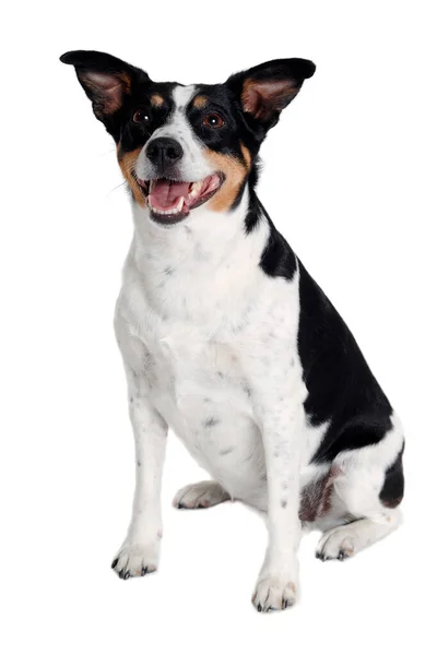 Happy Rat Terrier Cachorro Perro Está Sentado Aislado Sobre Fondo Fotos De Stock
