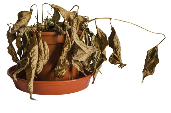 Dead Plant — Stock Photo, Image