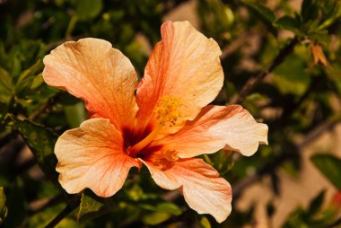 Turuncu hibiscus çiçek