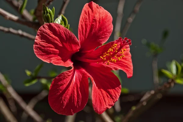 赤いハイビスカスの花 — ストック写真