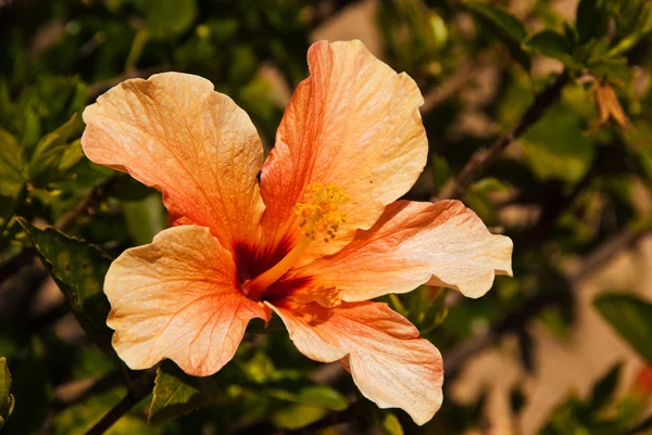 Kwiat pomarańczowy z hibiscus — Zdjęcie stockowe