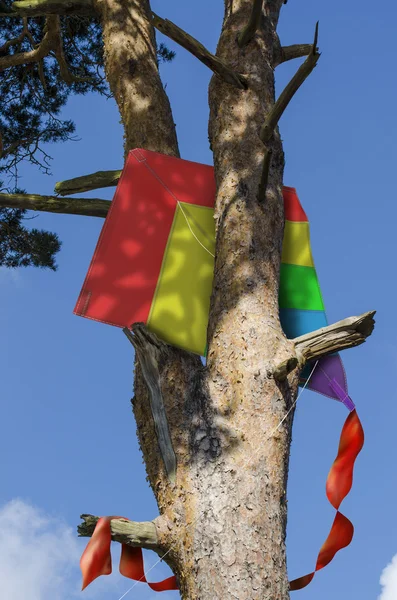 Aquilone bloccato su un albero — Foto Stock