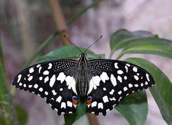 Motýl papilio demoleus — Stock fotografie