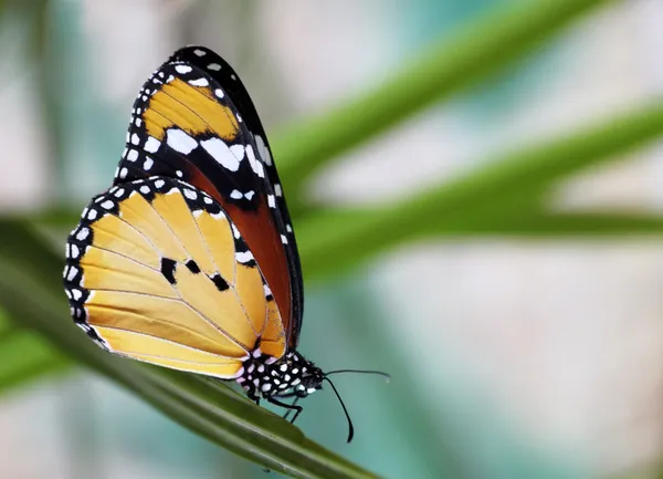 Mariposa monarca — Foto de Stock