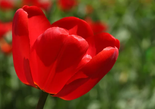 Rote Tulpe — Stockfoto