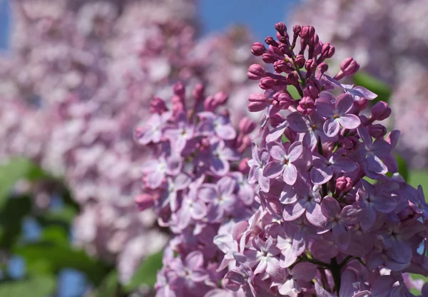 Lila blomma — Stockfoto