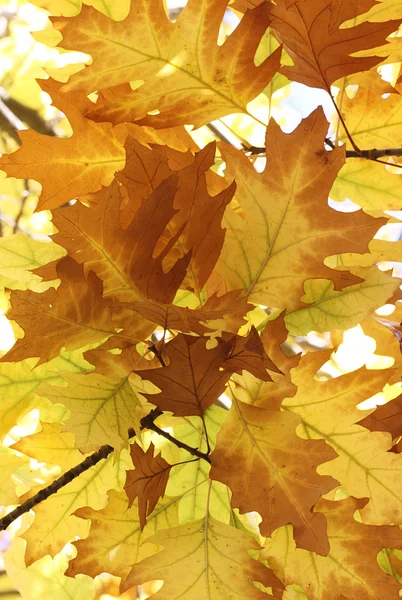 Oak tree leaves — Stock Photo, Image