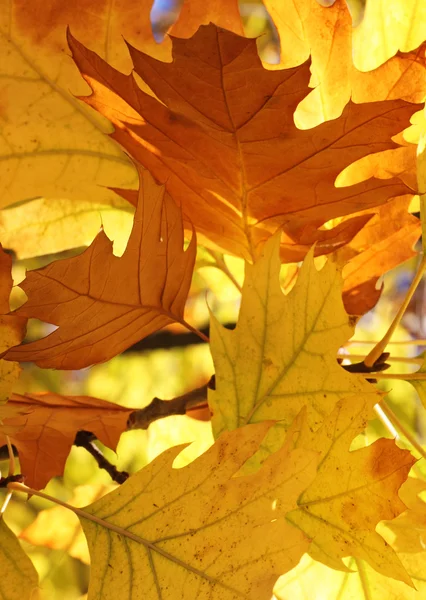 Oak tree leaves — Stock Photo, Image