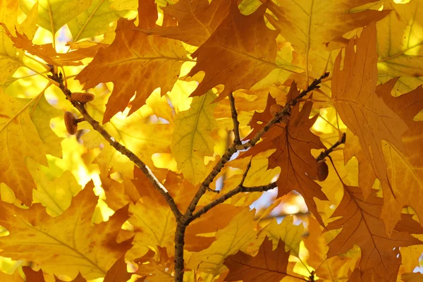 Oak tree foliage — Stock Photo, Image