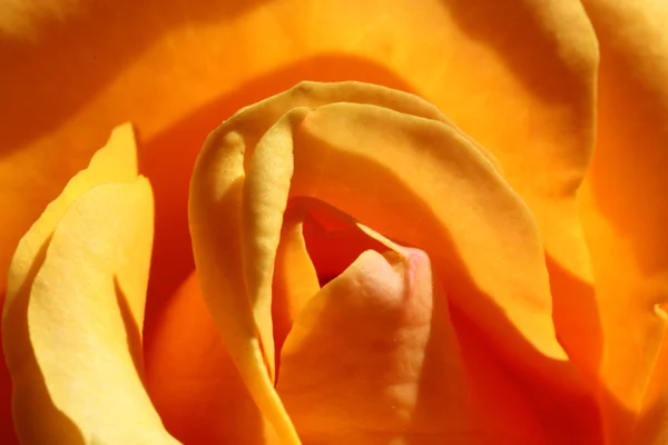 Gele roos — Stockfoto