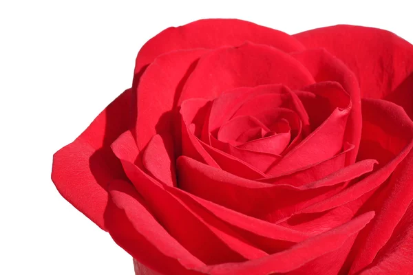 Red rose over white — Stock Photo, Image