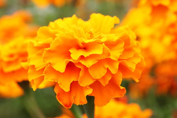 Flor de calêndula — Fotografia de Stock