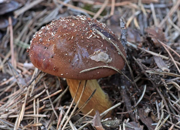 Polish mushroom — Stock Photo, Image