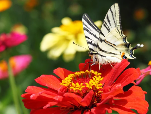 Petit papillon hirondelle — Photo