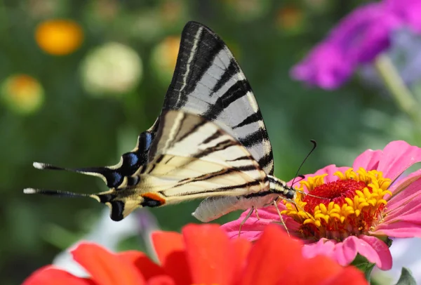 Butterfly sitting on zinnia — Stock Photo, Image