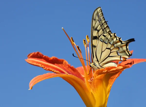 Butterfly sitting on lily — Stock Photo, Image