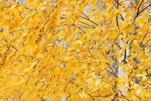 Albero in autunno — Foto Stock