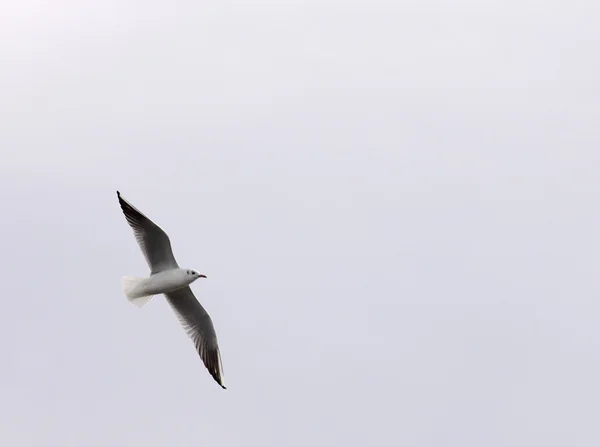 Seagull — Stock Photo, Image