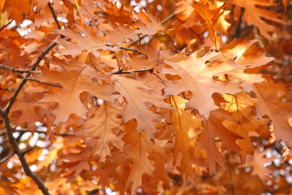 Eken på hösten — Stockfoto