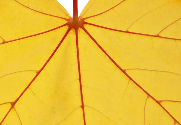 Yellow leaf texture — Stock Photo, Image