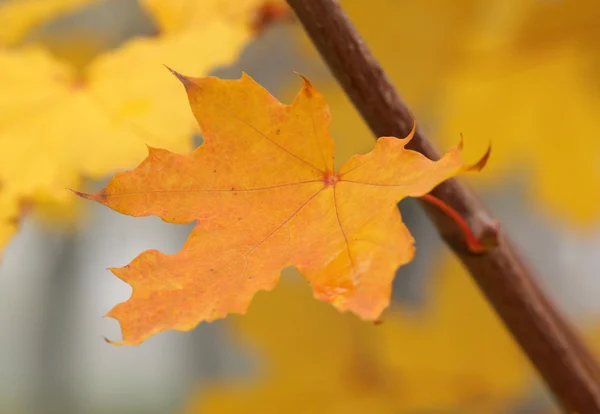 Vådgult blad - Stock-foto